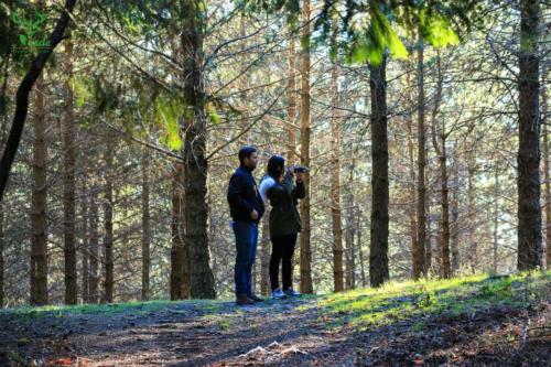 Veado Verde / Green Deer