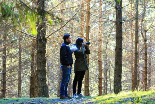 Veado Verde / Green Deer