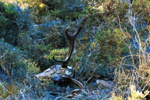 Veado Verde / Green Deer