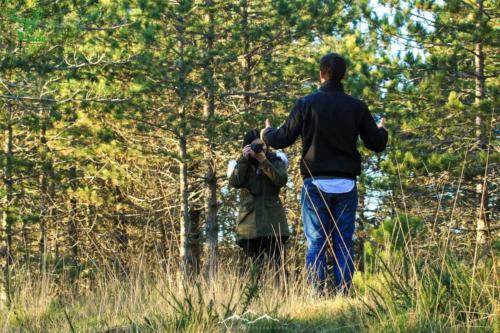 Veado Verde / Green Deer