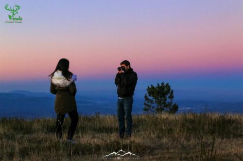 Veado Verde / Green Deer