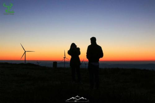 Veado Verde / Green Deer