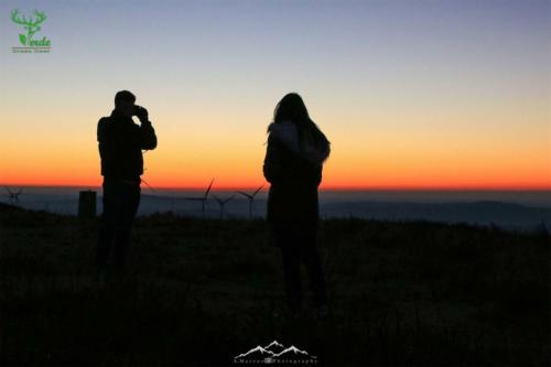 Veado Verde / Green Deer