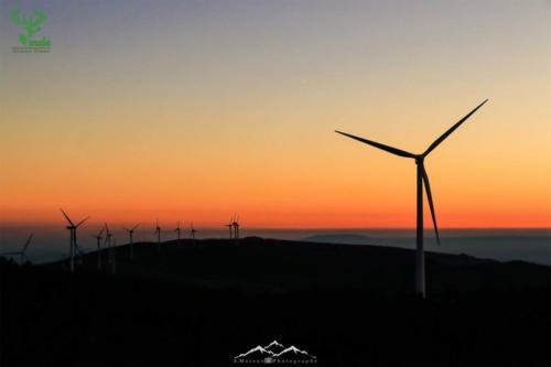 Veado Verde / Green Deer