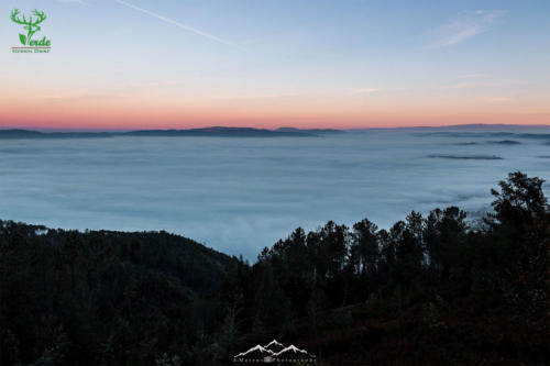 Veado Verde / Green Deer