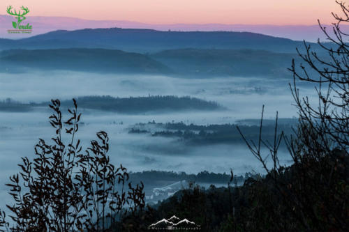 Veado Verde / Green Deer