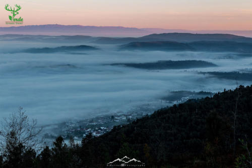 Veado Verde / Green Deer