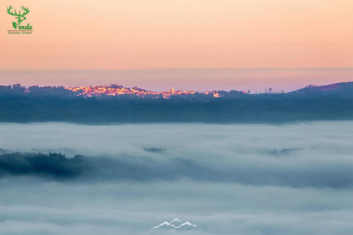 Veado Verde / Green Deer