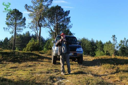 Veado Verde / Green Deer