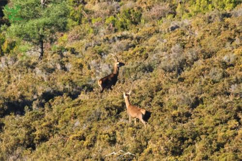 Veado Verde / Green Deer