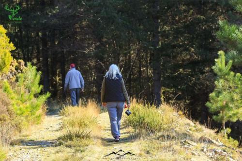 Veado Verde / Green Deer