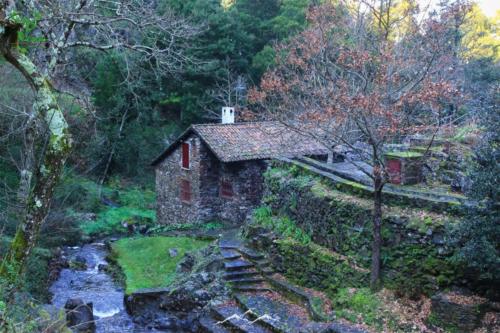 Veado Verde / Green Deer
