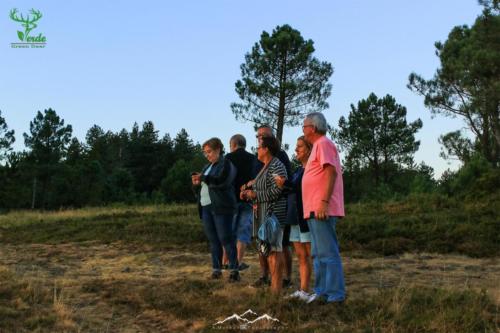 Veado Verde / Green Deer