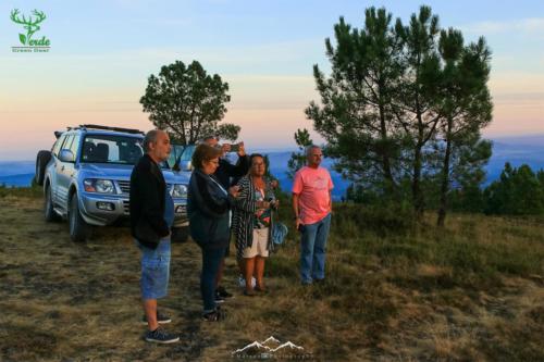 Veado Verde / Green Deer