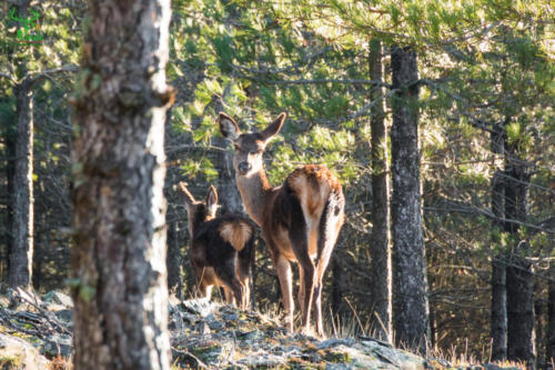 Veado Verde / Green Deer