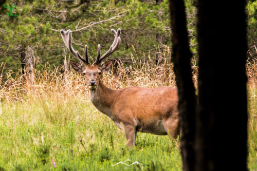 Veado Verde / Green Deer