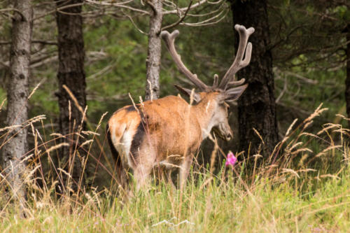 Veado Verde / Green Deer