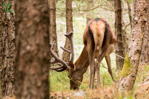 Veado Verde / Green Deer