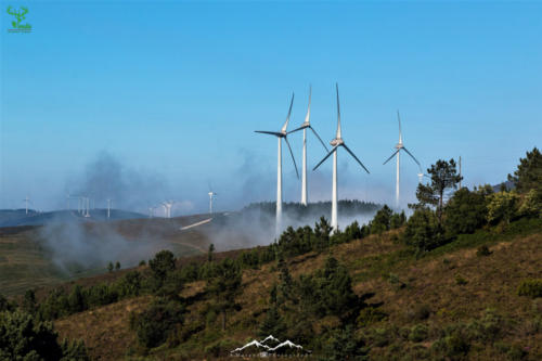 Veado Verde / Green Deer