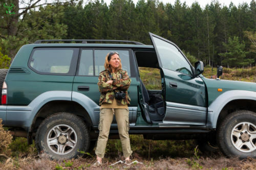 Veado Verde / Green Deer