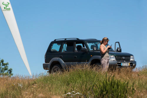 Veado Verde / Green Deer