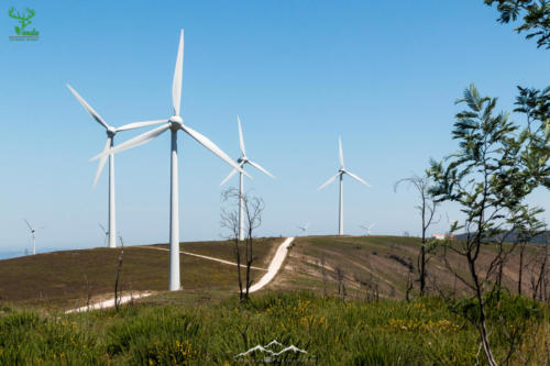 Veado Verde / Green Deer