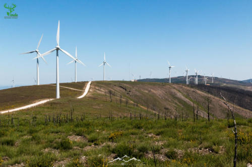 Veado Verde / Green Deer