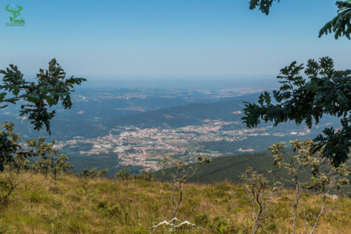 Veado Verde / Green Deer