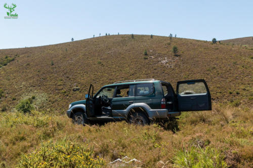 Veado Verde / Green Deer