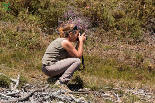 Veado Verde / Green Deer