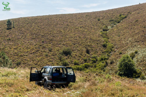 Veado Verde / Green Deer