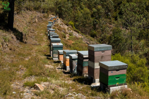 Veado Verde / Green Deer