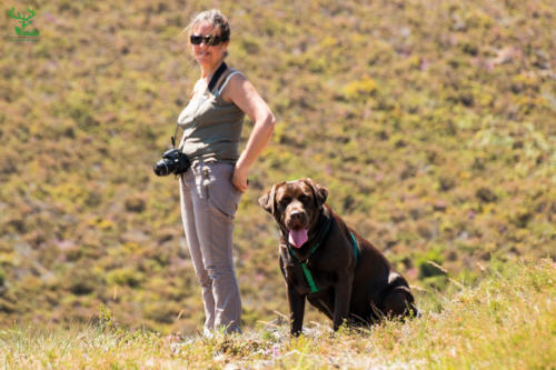 Veado Verde / Green Deer