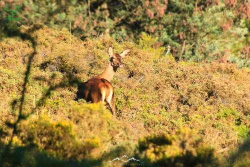 Veado Verde / Green Deer