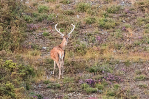 Veado Verde / Green Deer