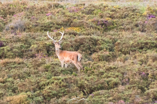 Veado Verde / Green Deer