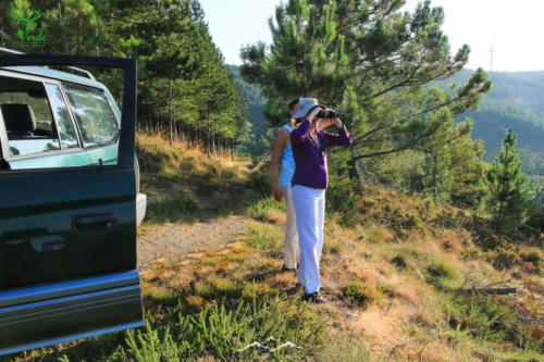 Veado Verde / Green Deer