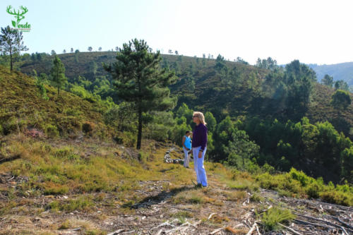 Veado Verde / Green Deer