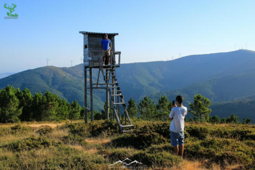 Veado Verde / Green Deer