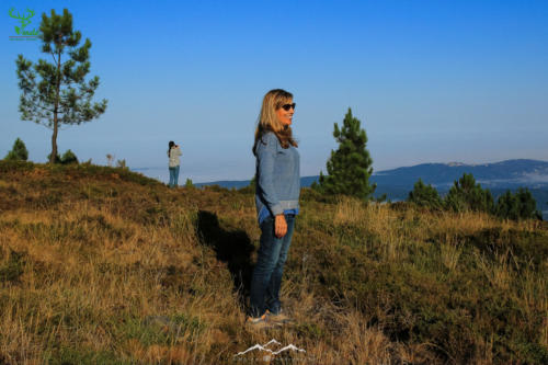 Veado Verde / Green Deer