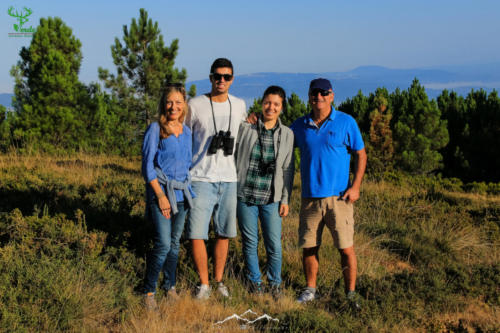 Veado Verde / Green Deer