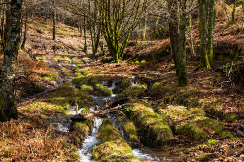 Veado Verde / Green Deer