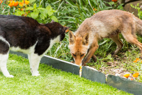 Veado Verde / Green Deer